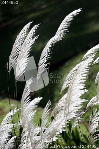 Image of Snow grass