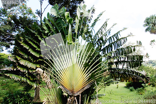 Image of Palm tree 