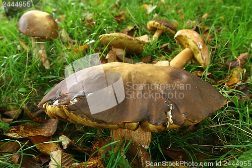 Image of Boletus 