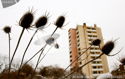 Image of Dipsacus sylvestris