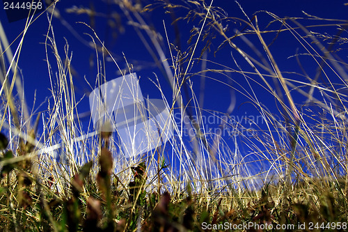 Image of Grass from the frog perspective