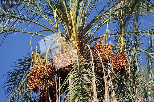 Image of 	Group of dates fruits