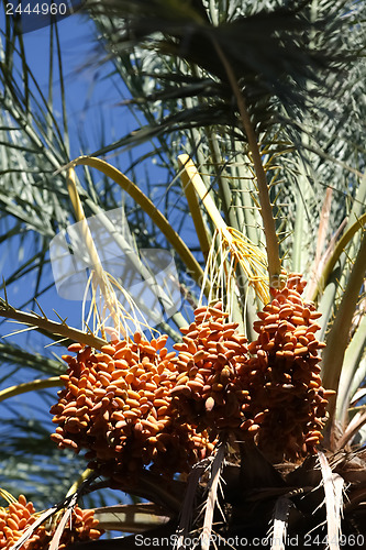 Image of 	Fruits of dates