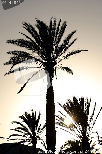 Image of 	Sunset with palm tree