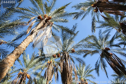 Image of 	Oasis of dates palms