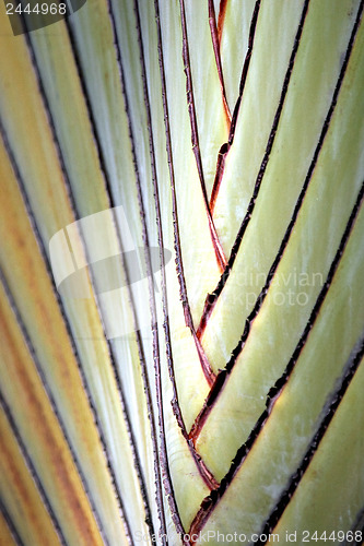 Image of Palms lines 