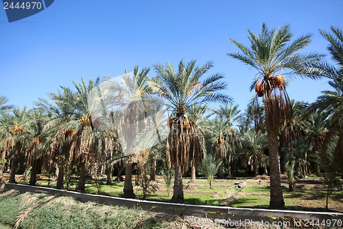 Image of 	An oasis of date palms