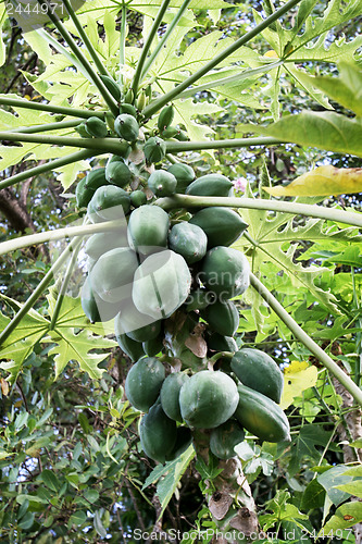 Image of Coconuts 