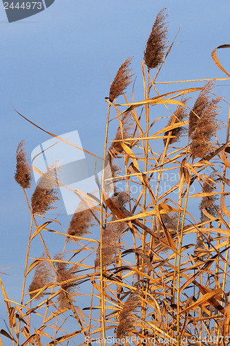 Image of Red Reed 