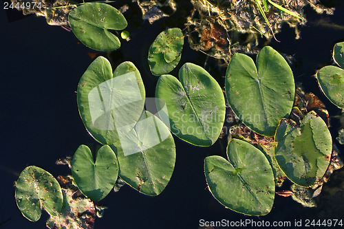 Image of Lotus leafs 