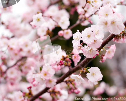 Image of Spring Flowers