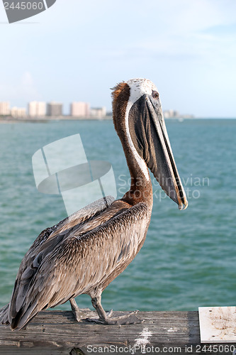 Image of Wild Florida Pelican