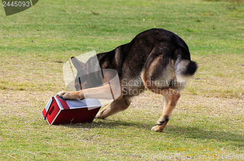 Image of Working dog sniffing out drugs or explosives