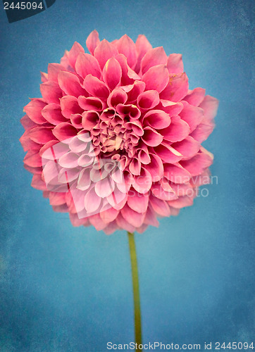 Image of Rustic Pink Dahlia 