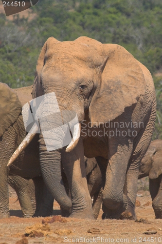 Image of Big tusks