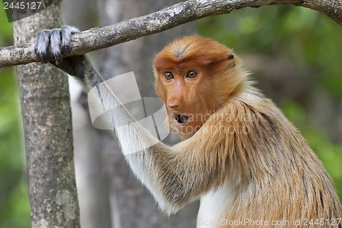 Image of Proboscis monkey