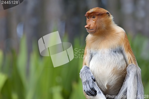 Image of Proboscis monkey