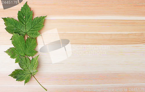 Image of Three green sycamore leaves on a wooden background