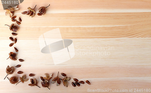 Image of Beech nuts and empty nut shells, half border on wood