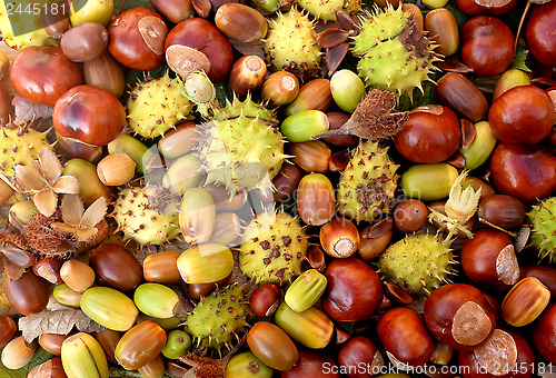 Image of Colourful autumnal conkers, acorns, beechnuts and cobnuts