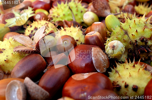 Image of Closeup of horse chestnuts, acorns, beechnuts and cobnuts in aut