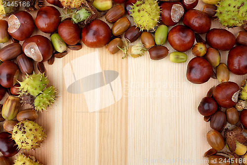 Image of Border of natural fall material - acorns, horse chestnuts, beech