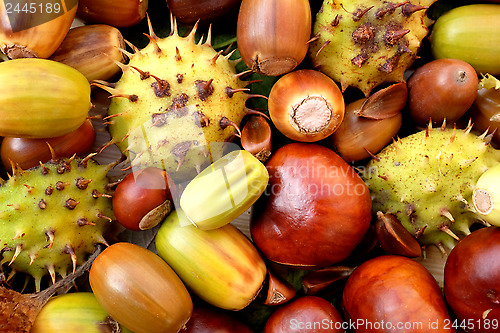 Image of Acorns, conkers, horse chestnut cases and beechnuts