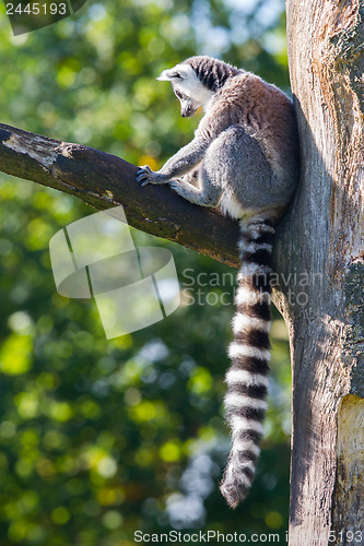 Image of Ring-tailed lemur (Lemur catta)