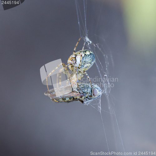 Image of Small spider eating the fly