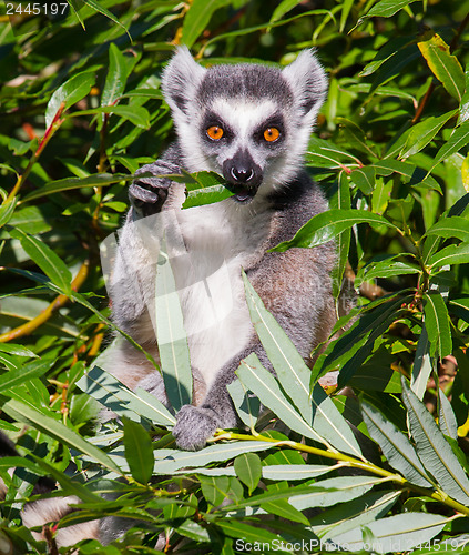 Image of Ring-tailed lemur (Lemur catta)