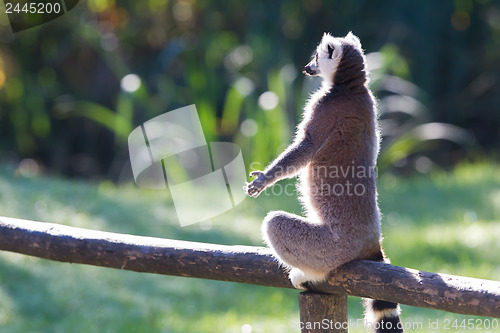 Image of Ring-tailed lemur (Lemur catta)