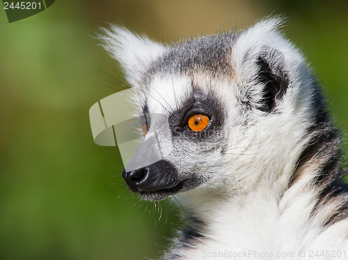 Image of Close-up of a ring-tailed lemur