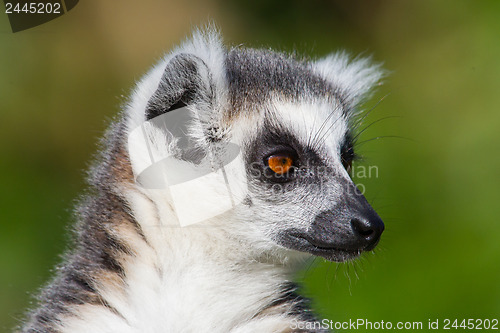 Image of Close-up of a ring-tailed lemur
