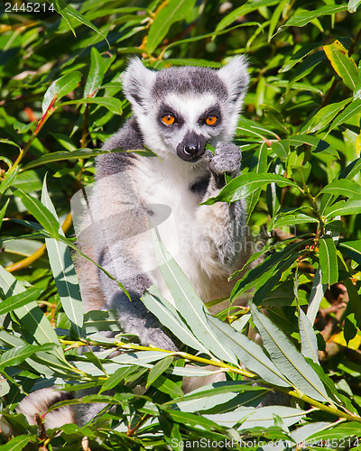 Image of Ring-tailed lemur (Lemur catta)