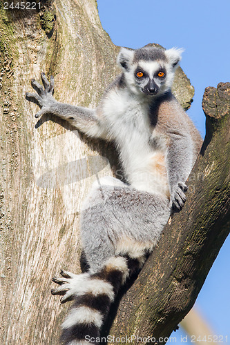 Image of Ring-tailed lemur (Lemur catta)