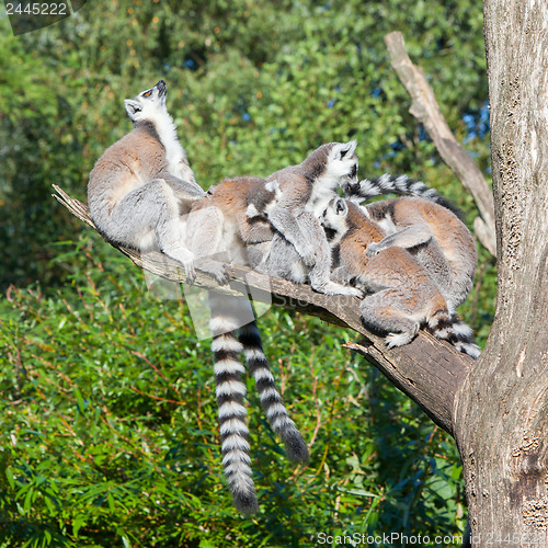 Image of Ring-tailed lemur (Lemur catta)