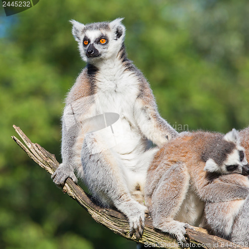 Image of Ring-tailed lemur (Lemur catta)