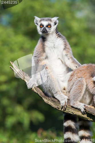 Image of Ring-tailed lemur (Lemur catta)