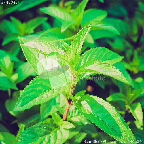 Image of Retro look Peppermint