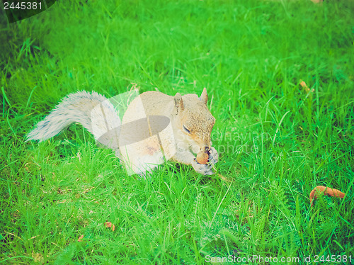 Image of Retro look Squirrel