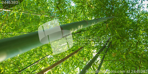 Image of Bamboo plants - panorama