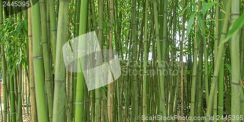 Image of Bamboo picture - panorama