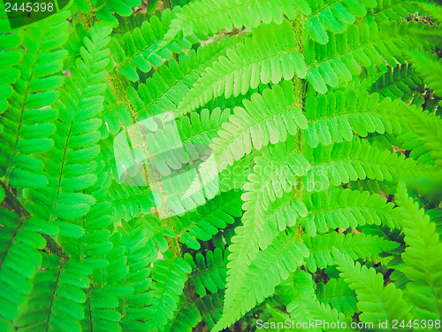 Image of Retro look Fern picture
