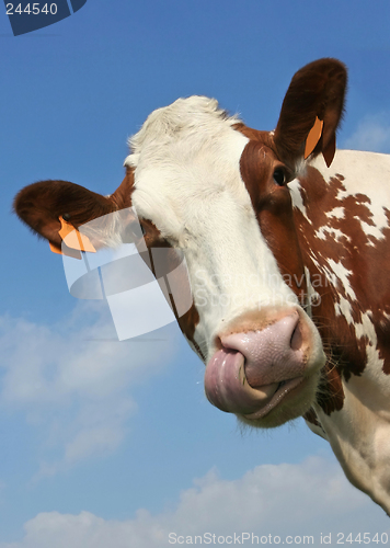 Image of cow portrait