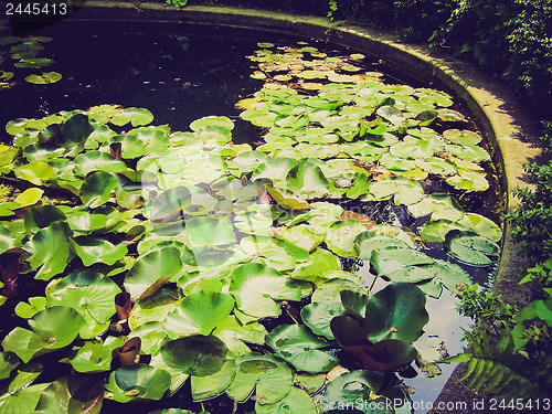 Image of Retro look Water lily Nimphaea