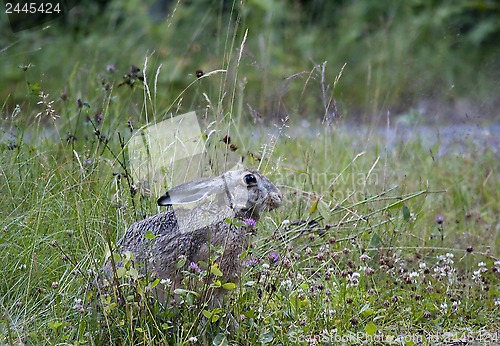 Image of hare