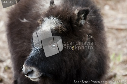 Image of muskox calf