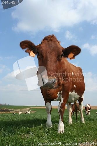 Image of cow