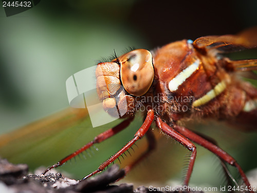 Image of Dragonfly