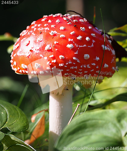 Image of Fly Agaric